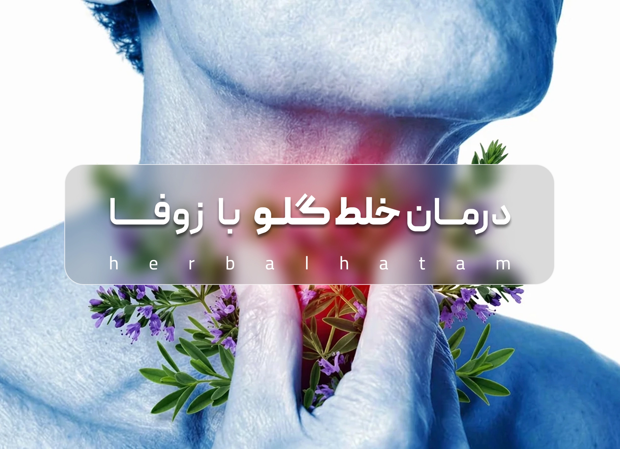 درمان خلط گلو با زوفا