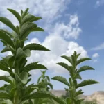 استویا هربال حاتم