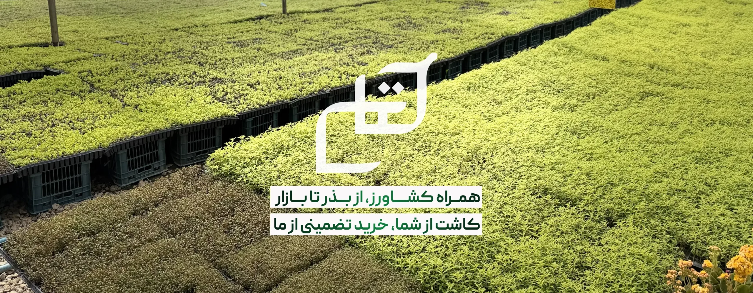 هربال حاتم