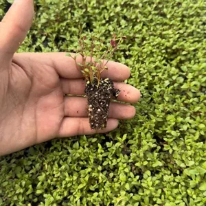 نشا آویشن باغی