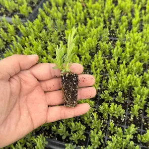 نشا اسطوخودوس