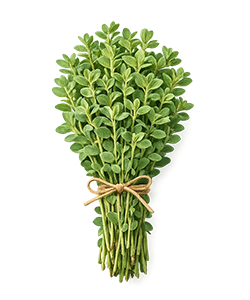 مرزنجوش