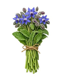 گل گاوزبان